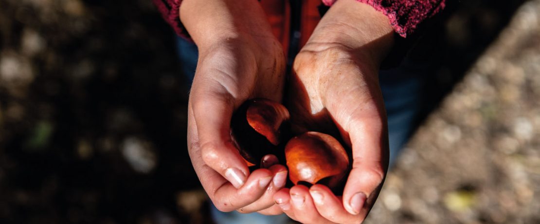 A child's hands holding two conkers
