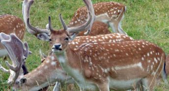 Dappled deer at Dyrham