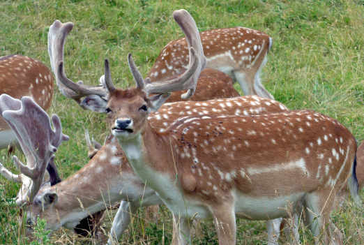 Dappled deer at Dyrham