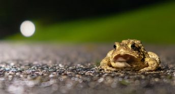 toads and light pollution