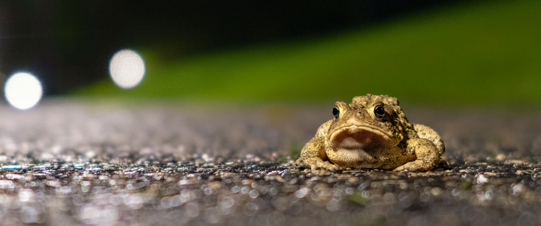 toads and light pollution