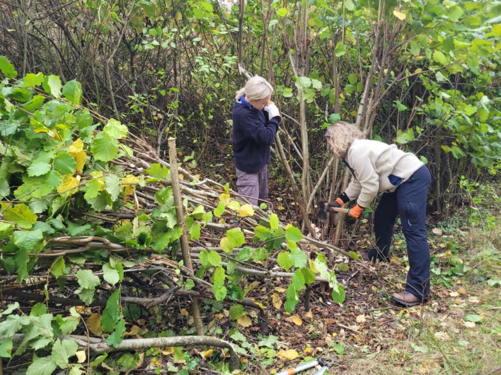 Hedgerow Heroes
